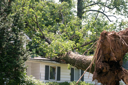 What to Do, Who to Call Disaster Response: What to Do, Who to Call