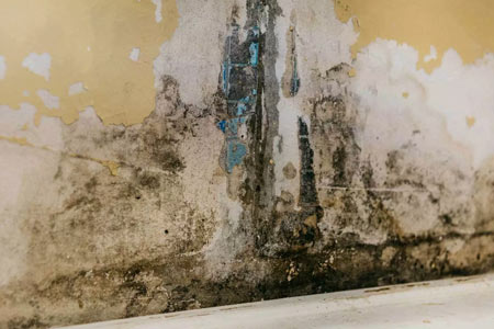 Mold remediation and mold damage Mold remediation and mold damage