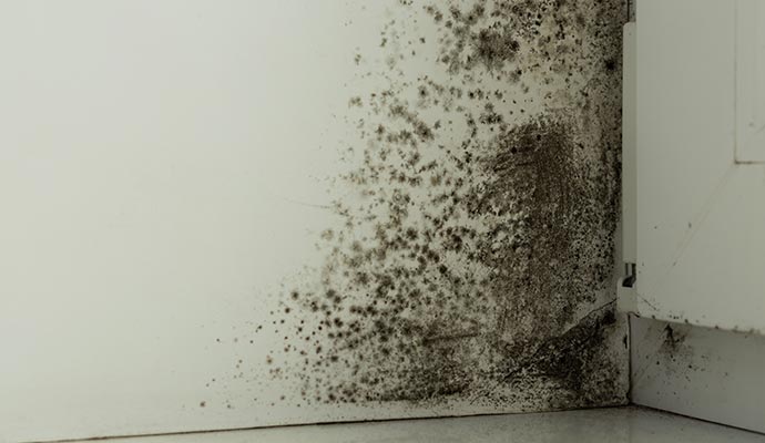 Visible mold on the corner of the wall